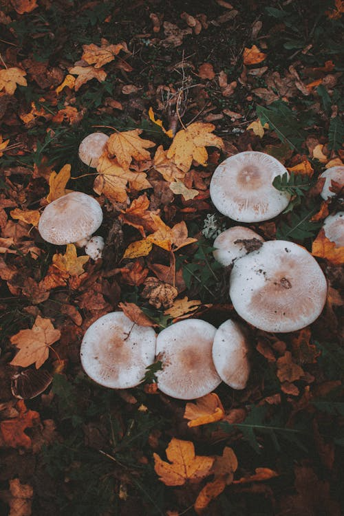 mushroom_ring.png